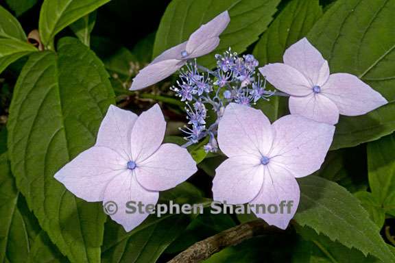 hydrangea serrata 1 graphic